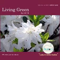 ซีดี Various - Living Green Lady in White Azalea CD M