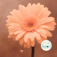 ซีดี Various - NHK「明日へ」東日本大震災復興支援ソング 花は咲く CD VG+