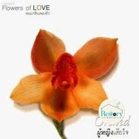 ซีดี Various - Orchid ผู้หญิงเสียใจ CD VG+