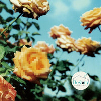 ซีดี Globe - Relation CD G