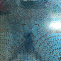 แผ่นเสียง Santana - Borboletta Vinyl VG+